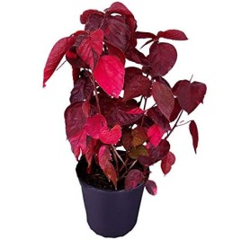 Acalypha Plant